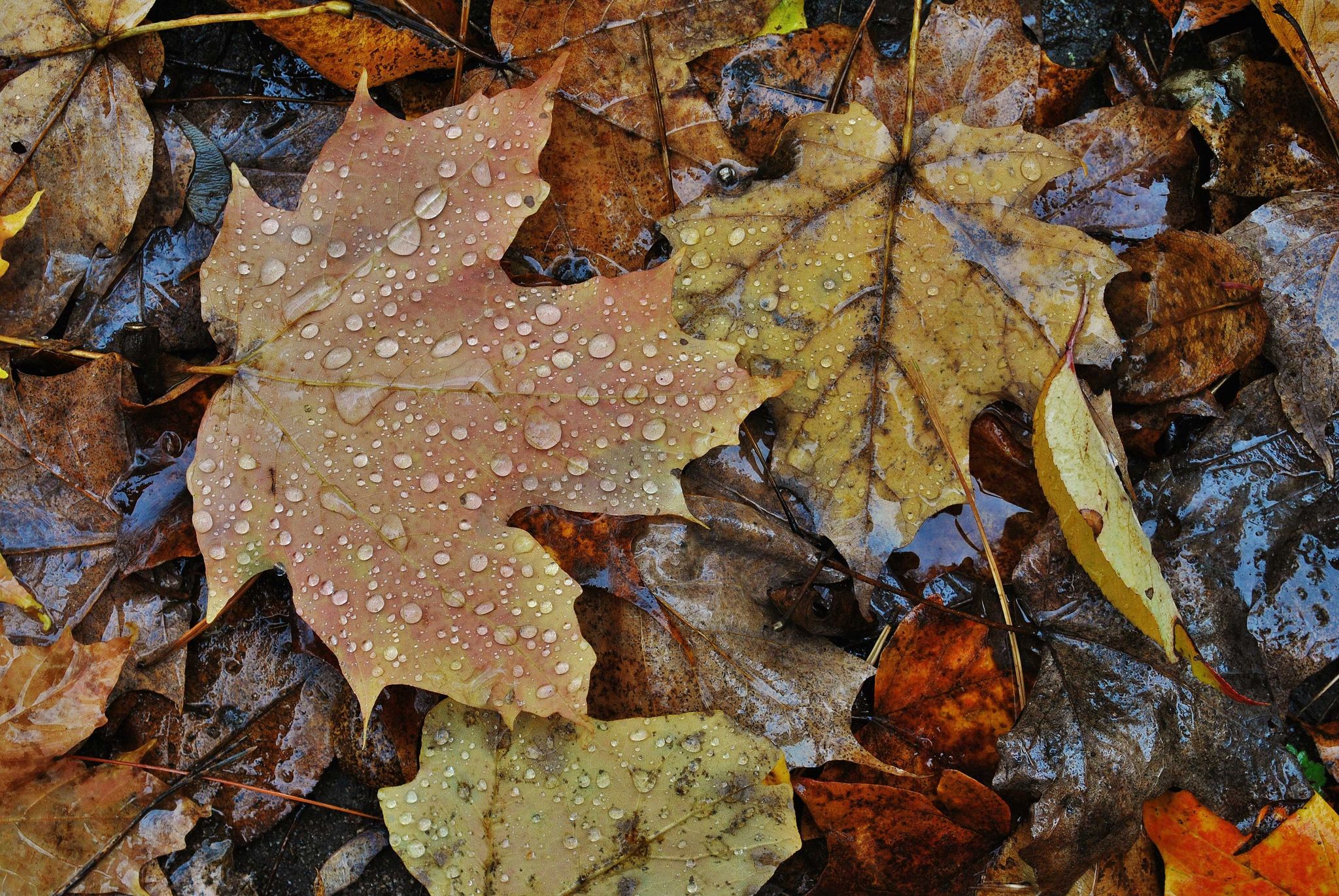 Cover for Stephen "Fishy" Arnett's Obituary
