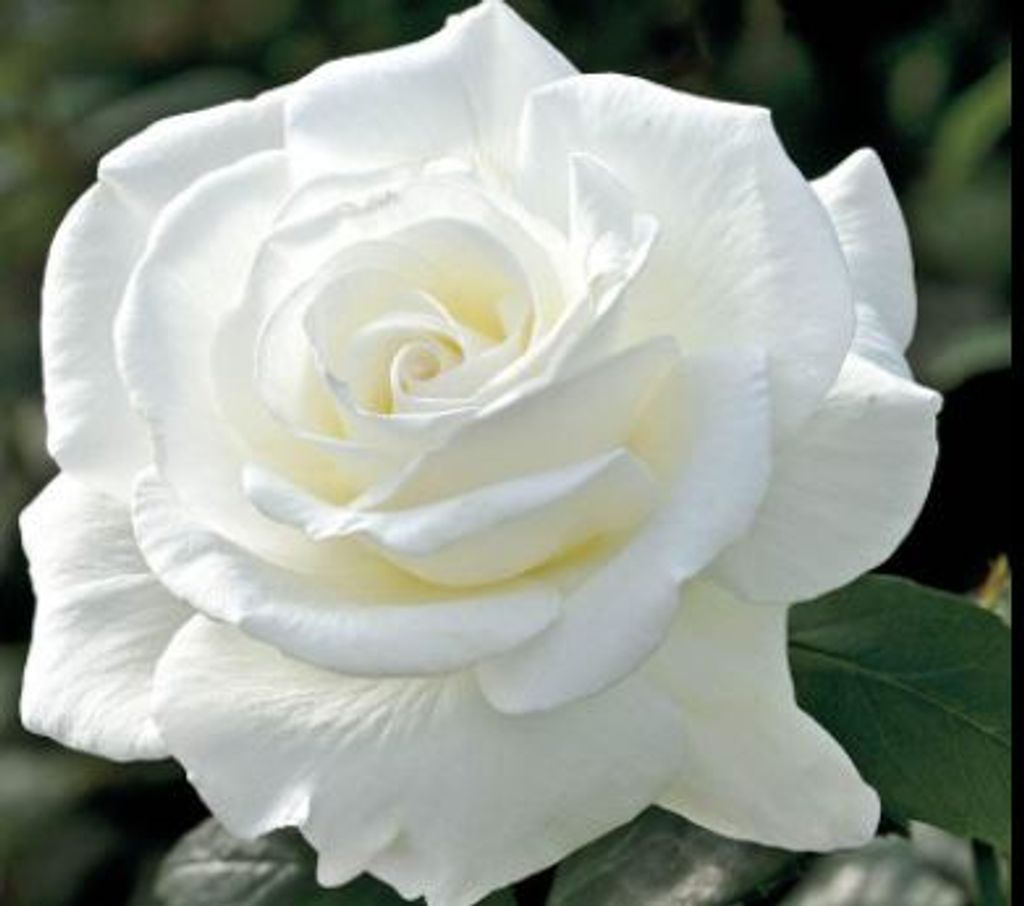 Maria (Rivera Malave)  Rivera Malave