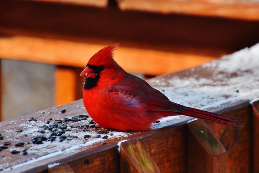 Linda Frosty Eades Profile Photo