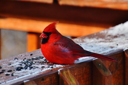 William Lindner's obituary image