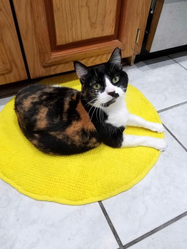 Cali "Calico" Covey