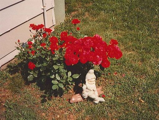 Evelyn  C. Freiheit photo gallery thumbnail 19 of 88