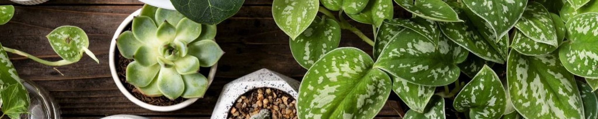 Cover for David Lee Spanke's Obituary