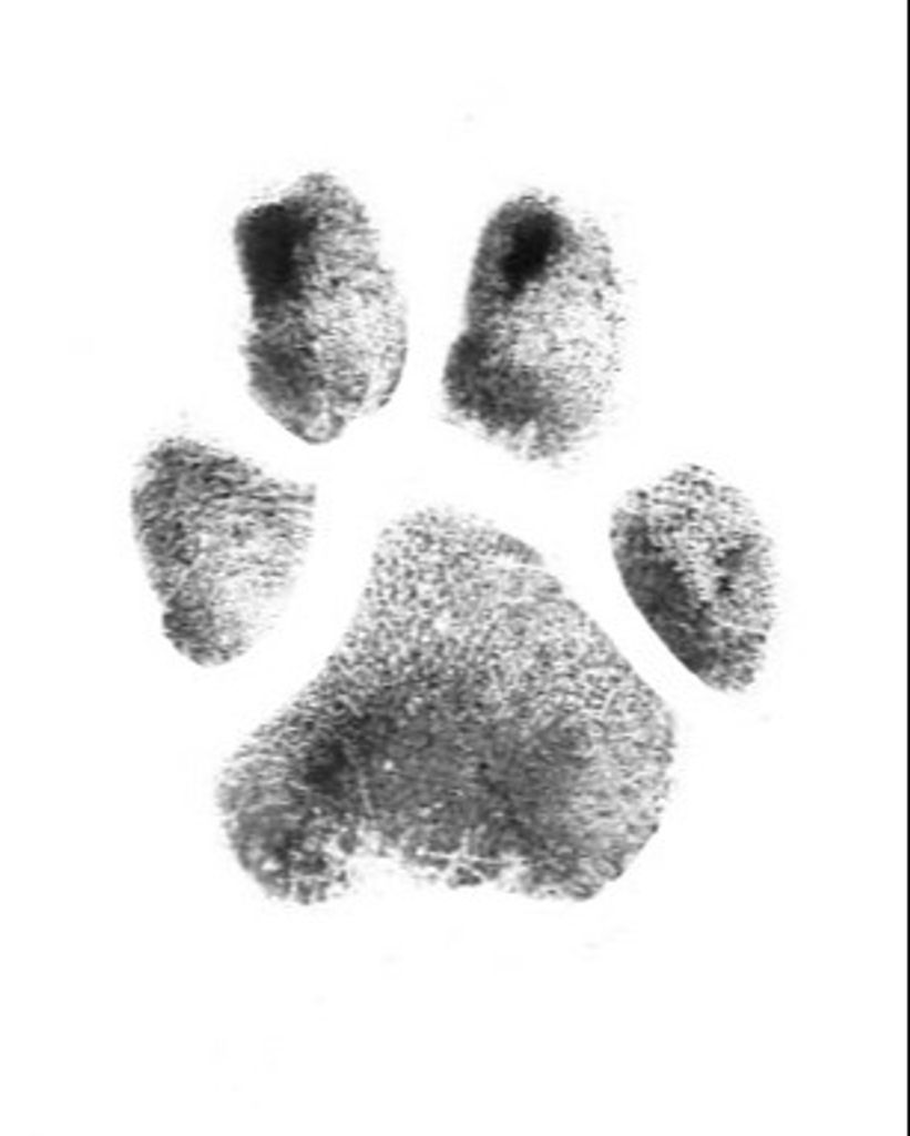 Chewy Green Profile Photo