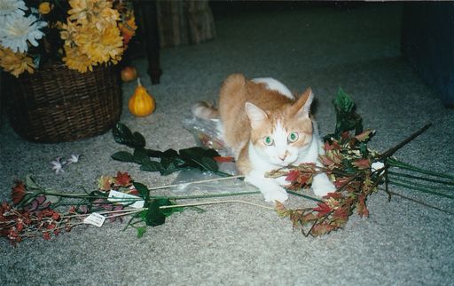 Margery A Schenk photo gallery thumbnail 119 of 125