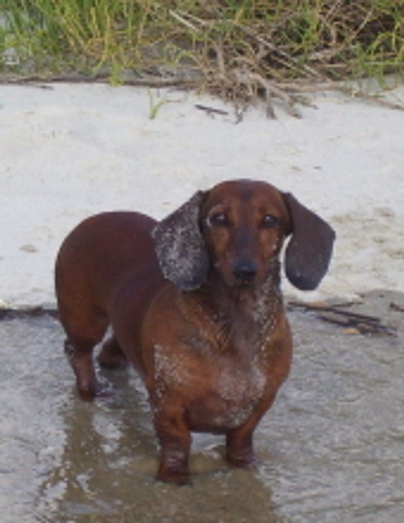Copper Sturkie