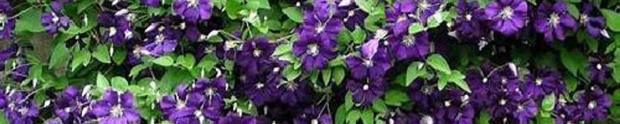 Cover photo for Ann S. Moore's Obituary