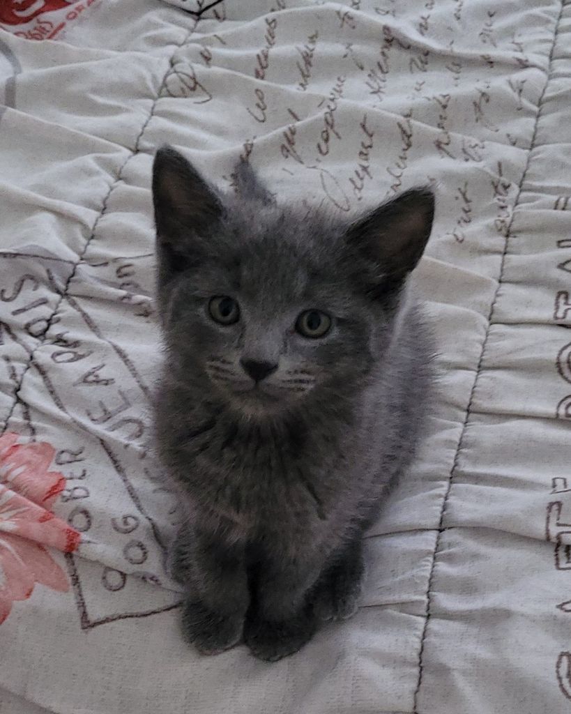 Misty Pickles Profile Photo