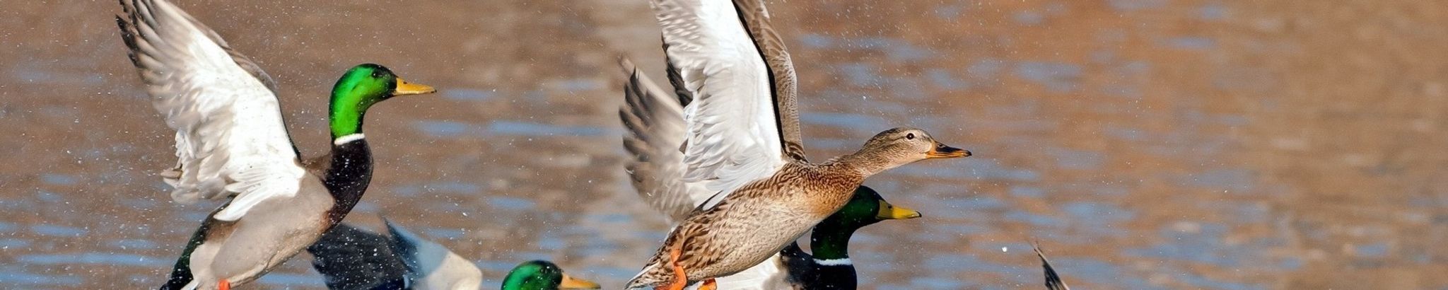 Cover for Kerry Lee Trautman's Obituary