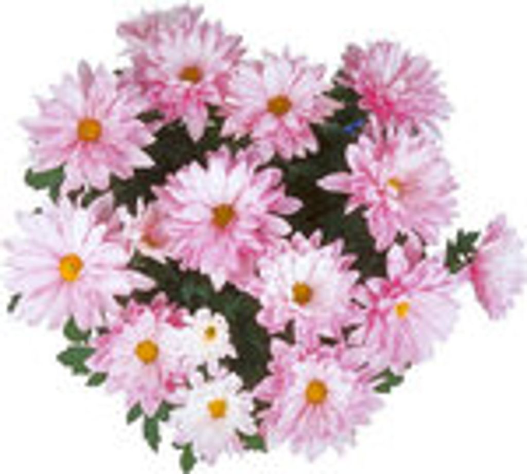 Frances Saunders Profile Photo