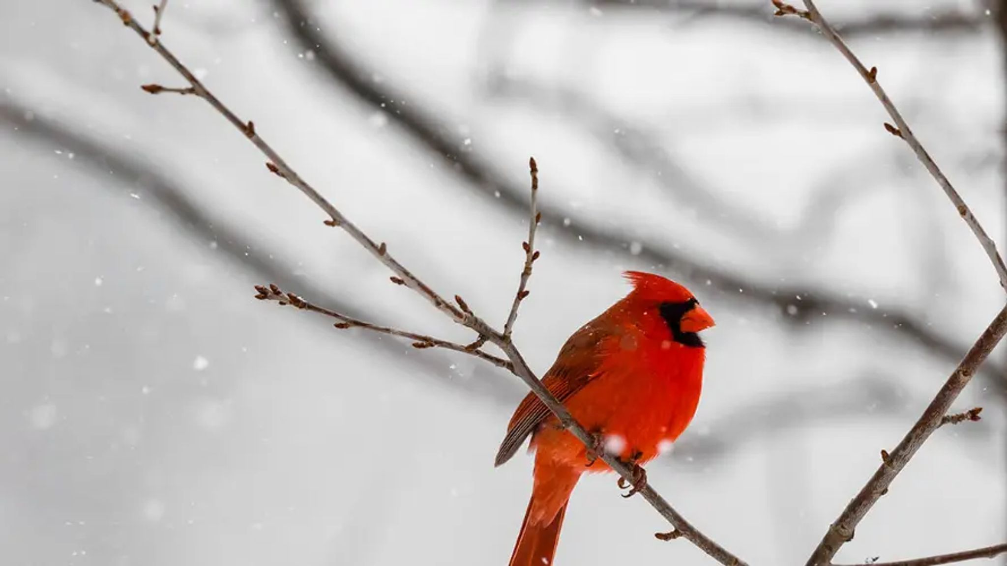 Cover for Martha Leona Reed's Obituary