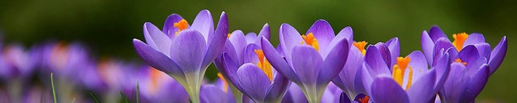 Cover photo for Debra Kay "Debi Kay" Lambert's Obituary