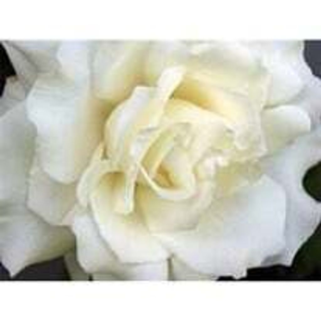 Ella Marie Donnelly Profile Photo