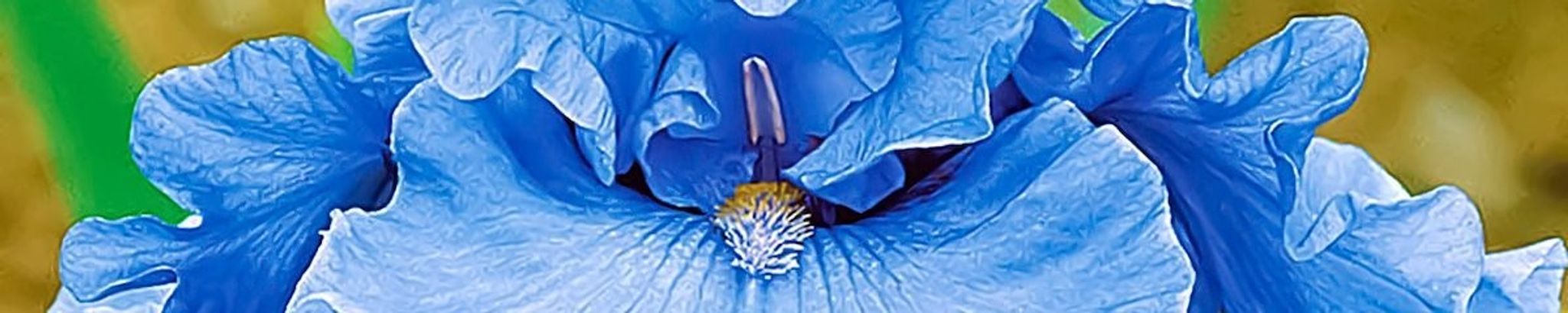 Cover for Ellen Ann Cannarile's Obituary