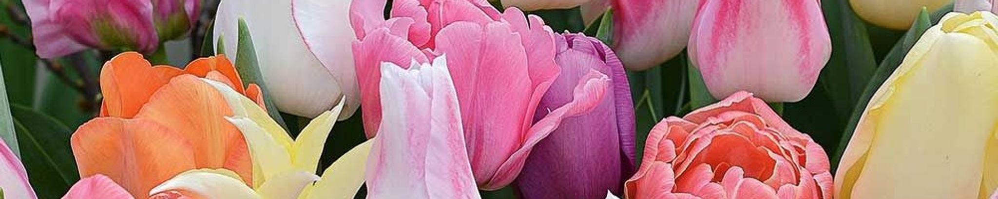 Cover photo for Linda Joyce Moore's Obituary