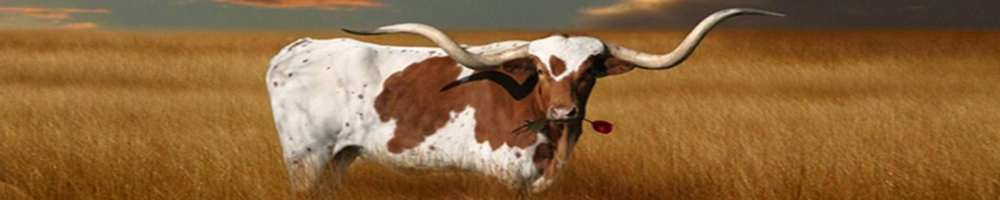 Cover photo for Lee Ann Swan's Obituary