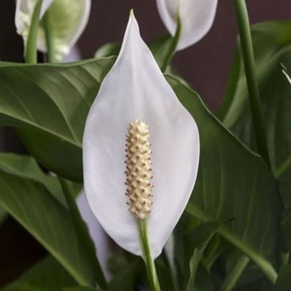 Jennifer Brown Profile Photo