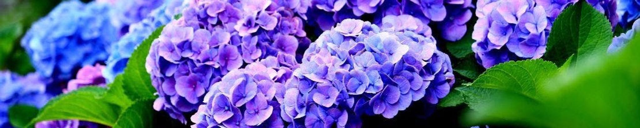 Cover for Mary Kristine Mondi's Obituary