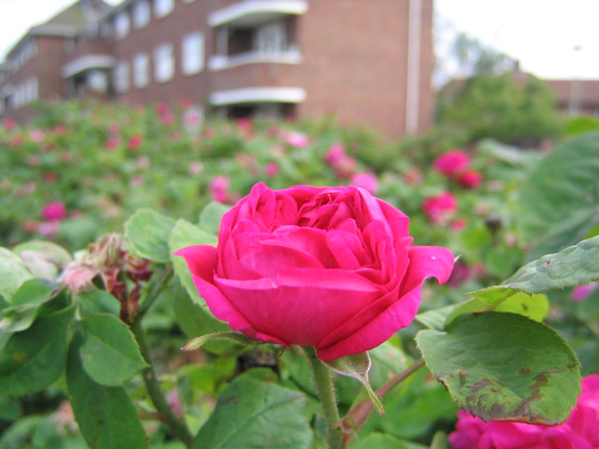 Cover photo for Elizabeth "Liz" Barker's Obituary