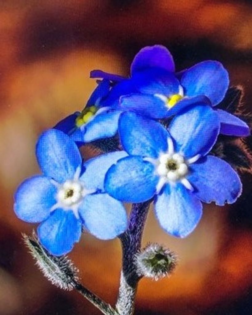 Anita Grace Singletary