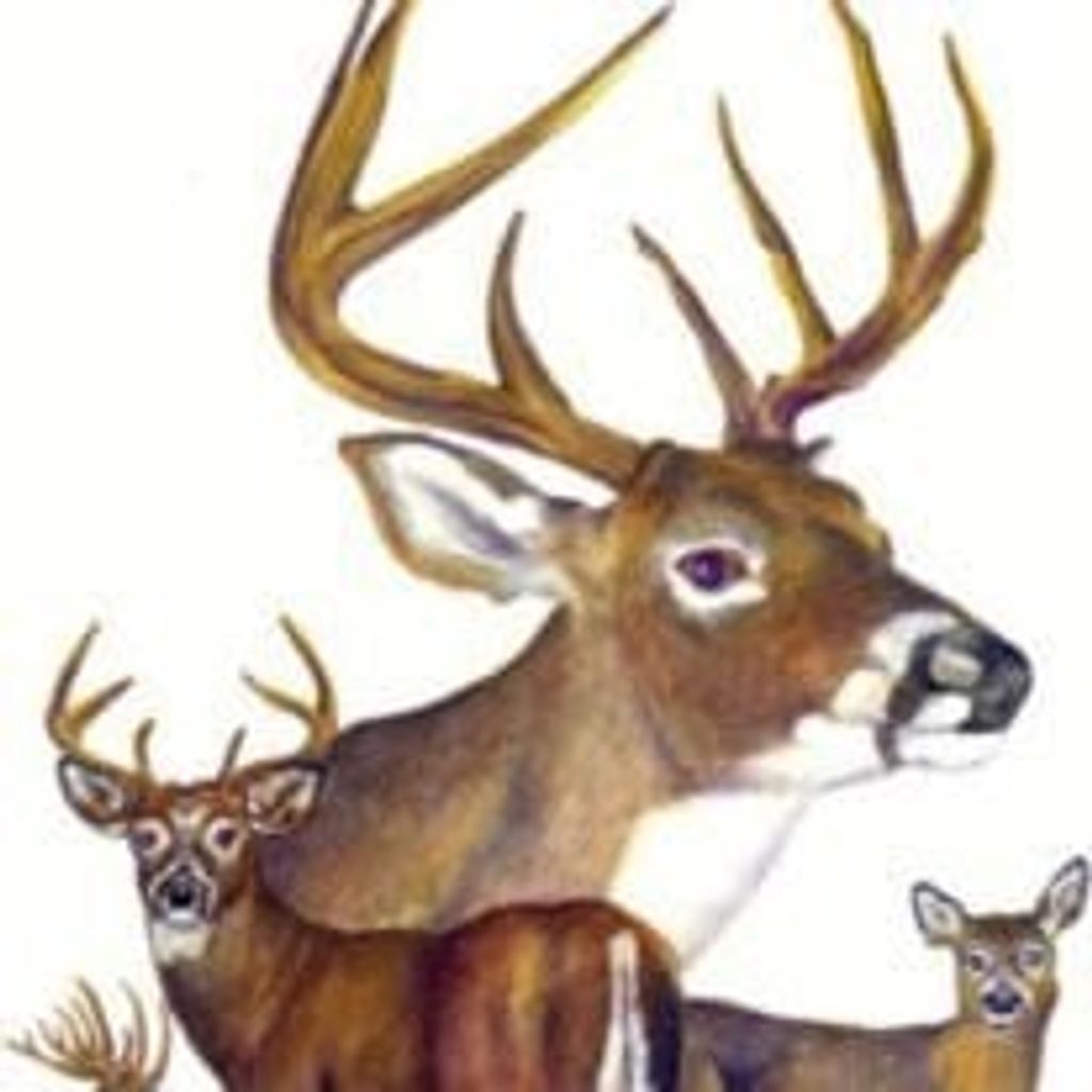 Harry Irving Whelan Iii