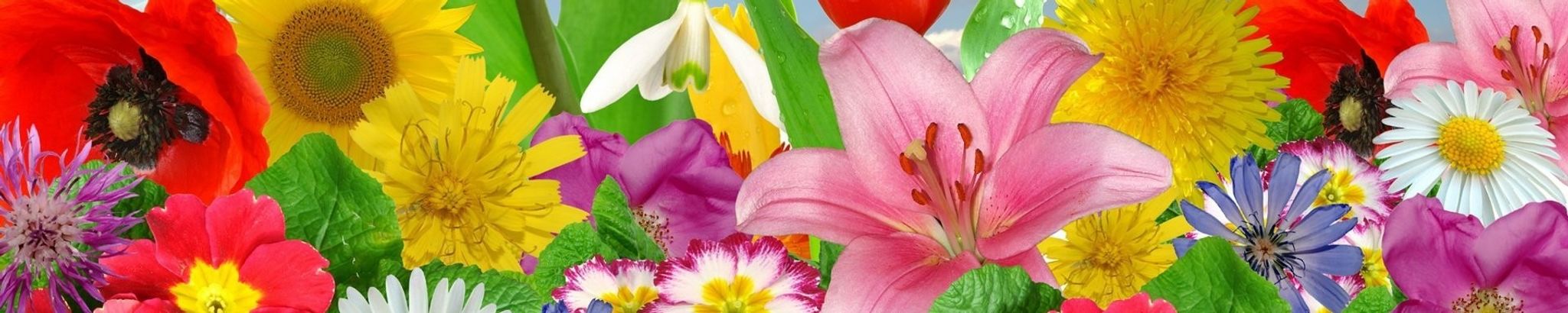 Cover photo for Dolores M. DeGumbia's Obituary