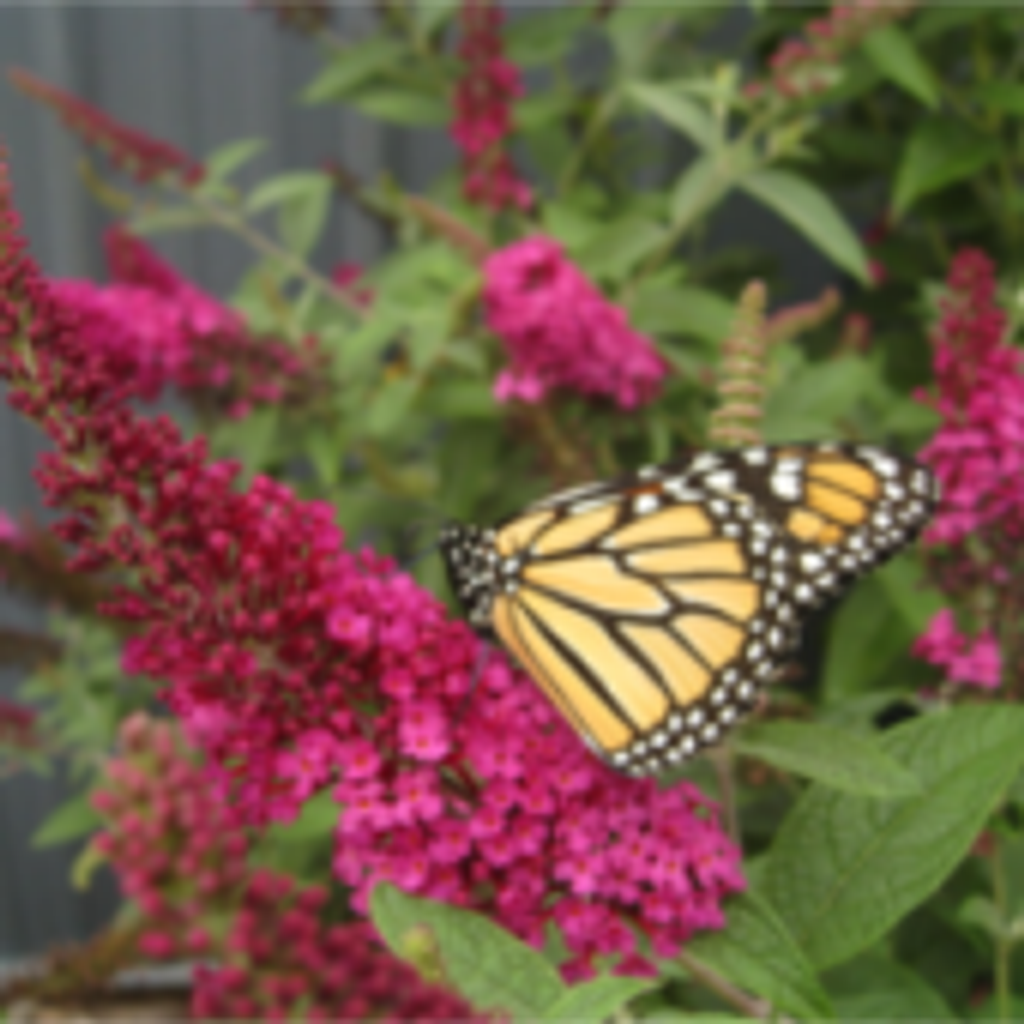 Marjorie Ann Snider Conner Profile Photo