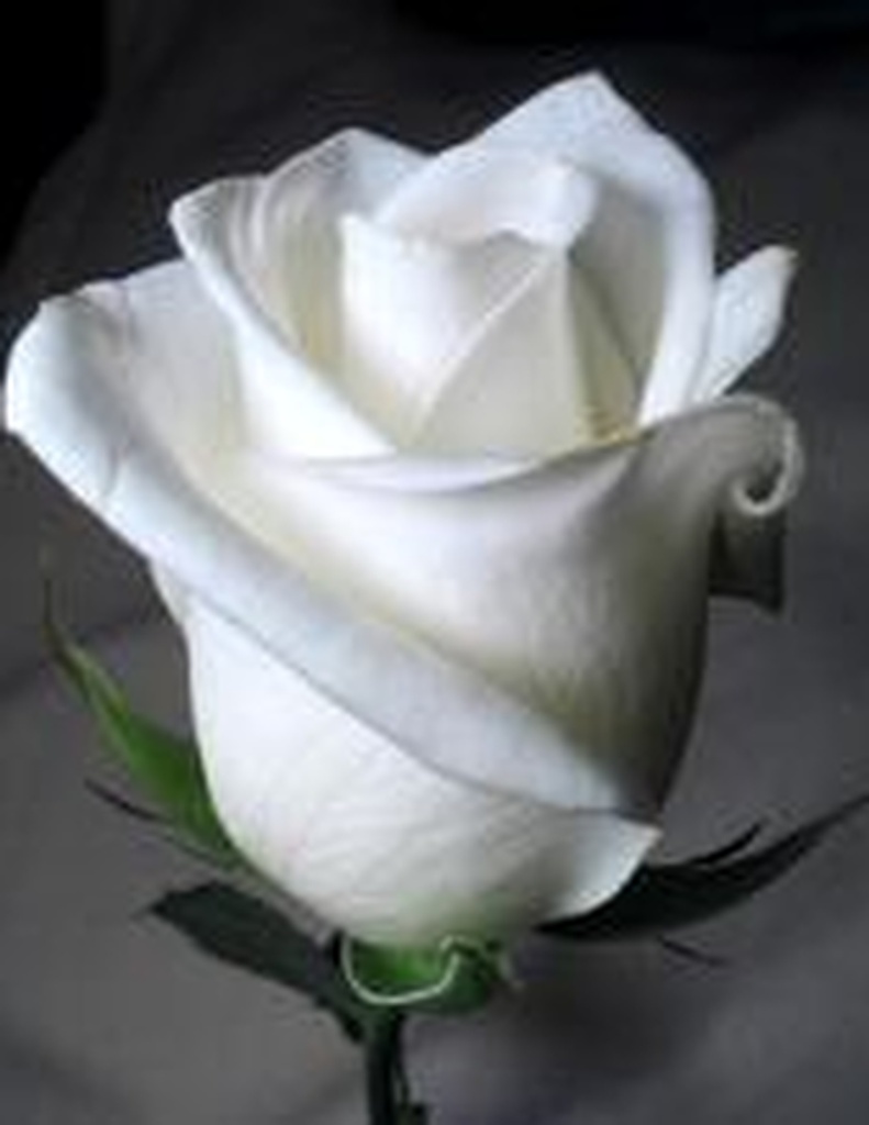 Jamie Donna Peckham Mcfarland