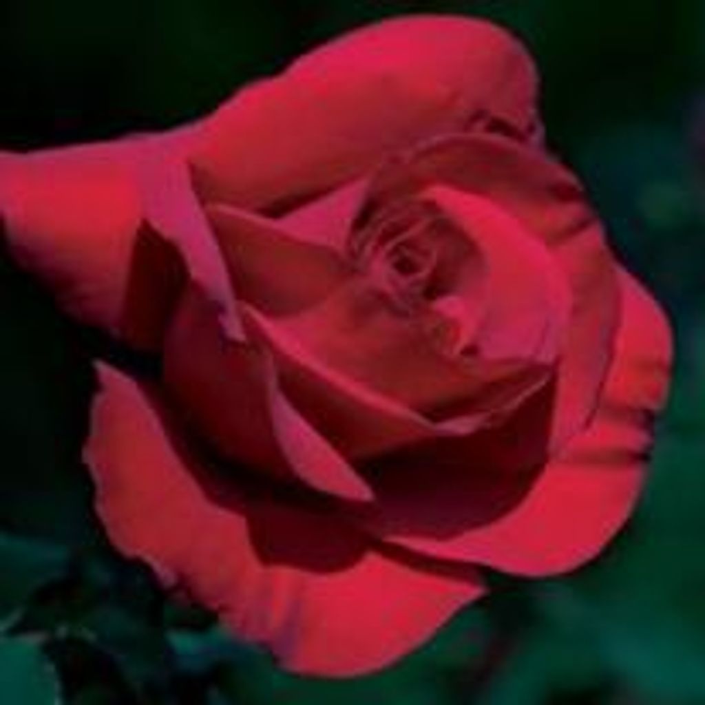 Barbara Laufer Garrick