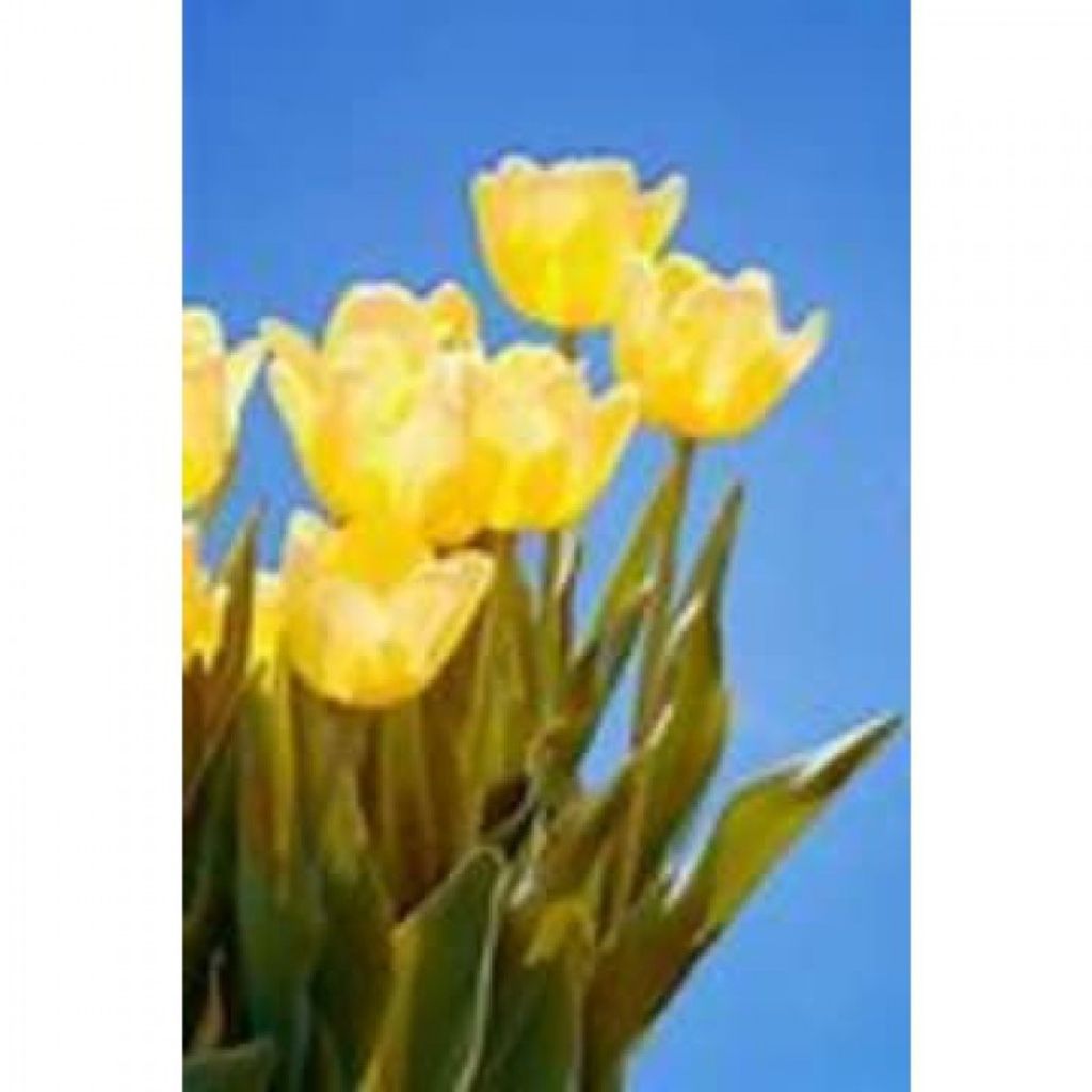 Tanya Marie Keppley Profile Photo