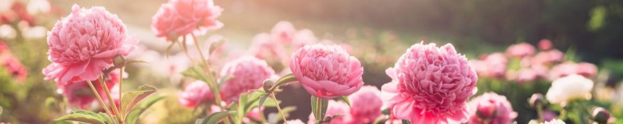 Cover photo for Elizabeth Miller's Obituary