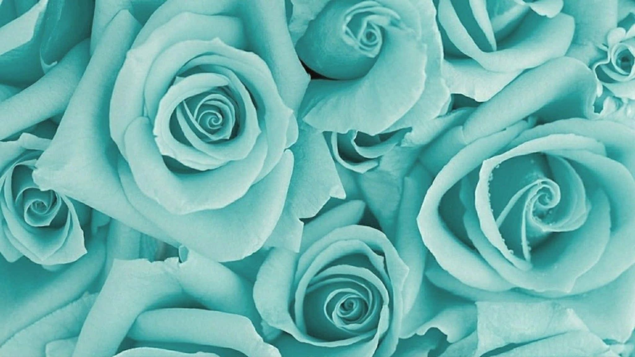 Cover for Deborah Louise Blanche's Obituary