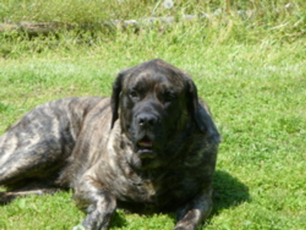 Shadow Bullington Profile Photo