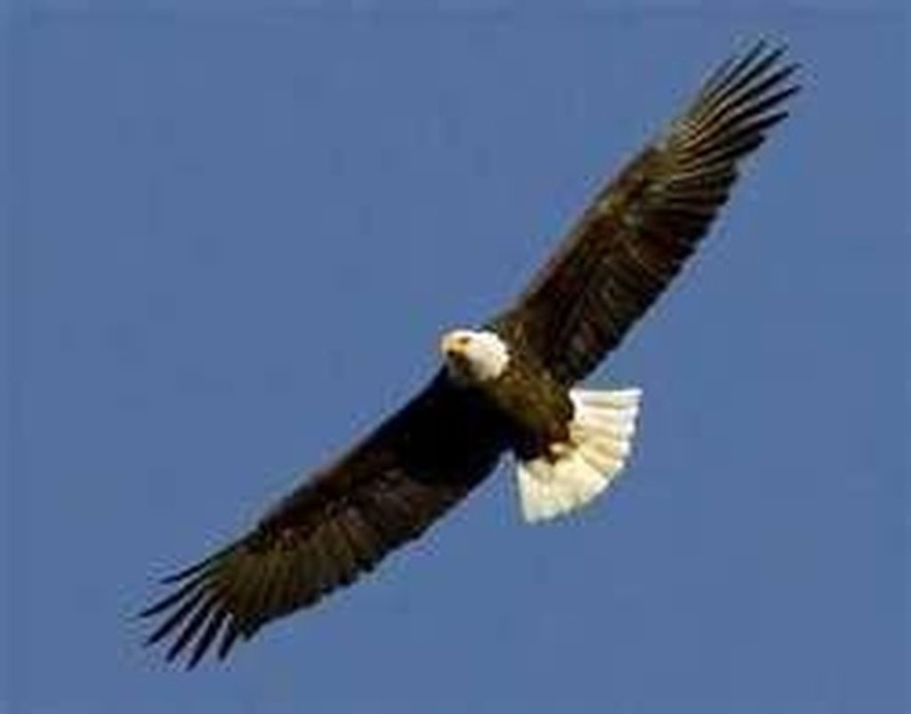 Orval Bowers, Jr. Profile Photo