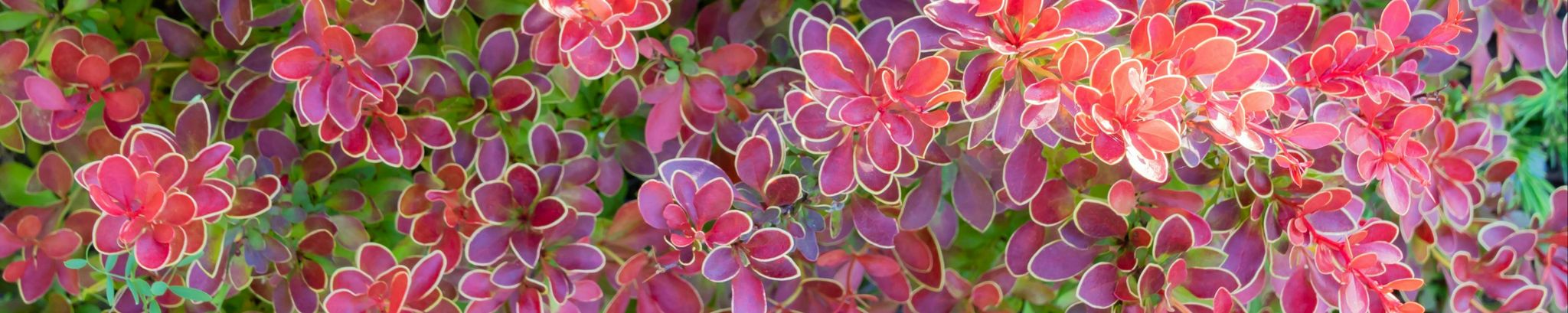 Cover photo for Audrey Dilbatis's Obituary