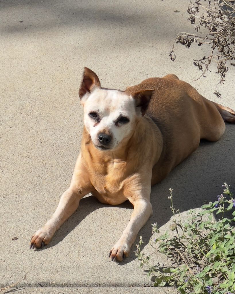 Pippa Lynn Profile Photo