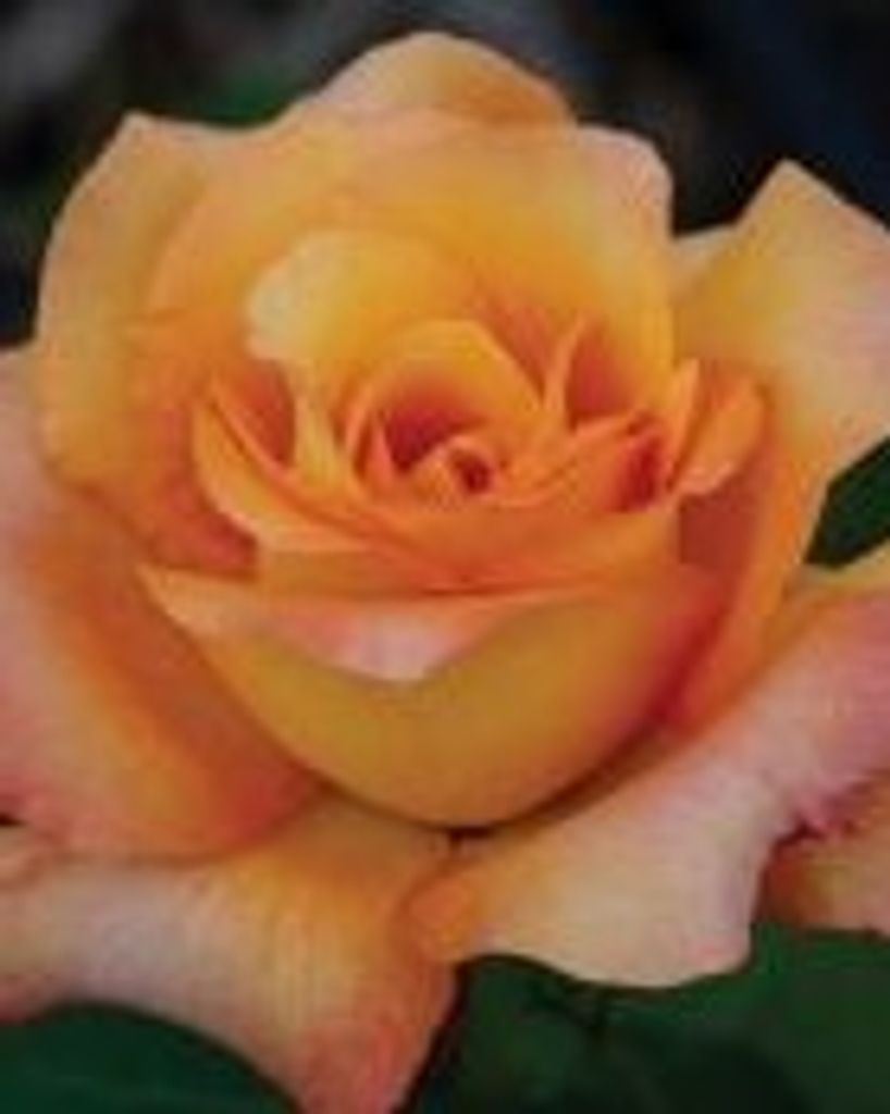 Cecile "Faye" Prejean Dies Profile Photo