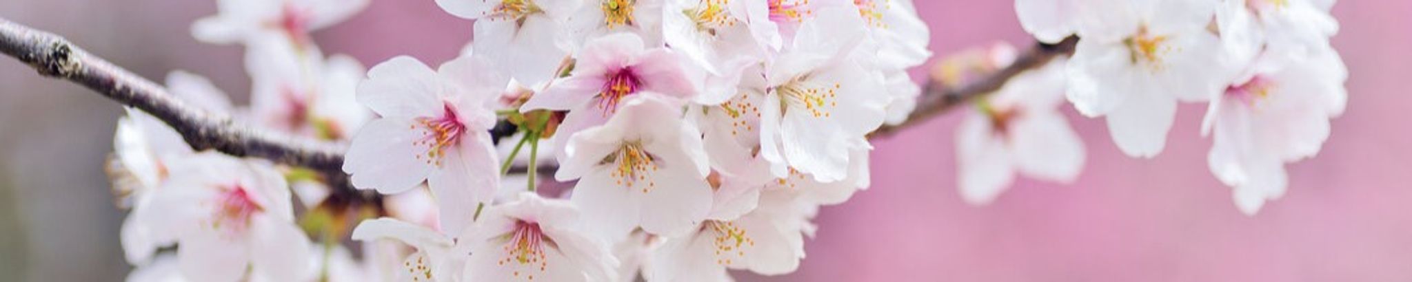 Cover photo for Kiyoko Ambrosio's Obituary