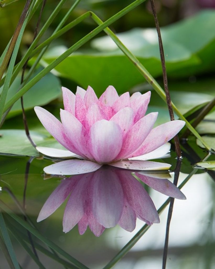 Dionisia "Ding" Shuer