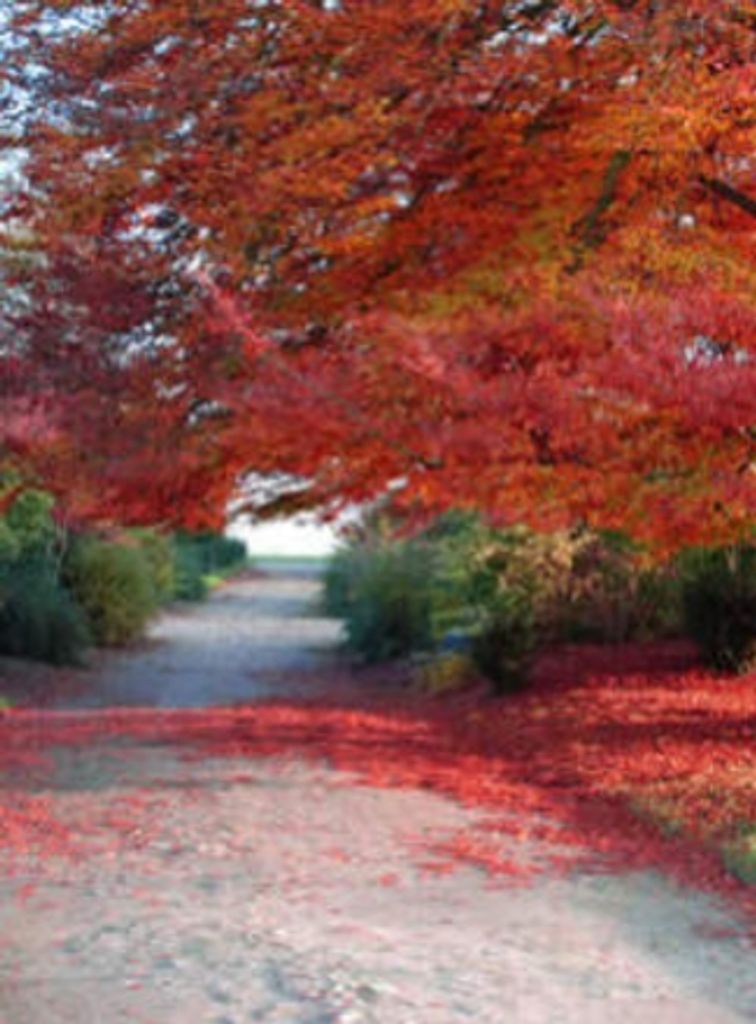 Geraldine E. Watkins 