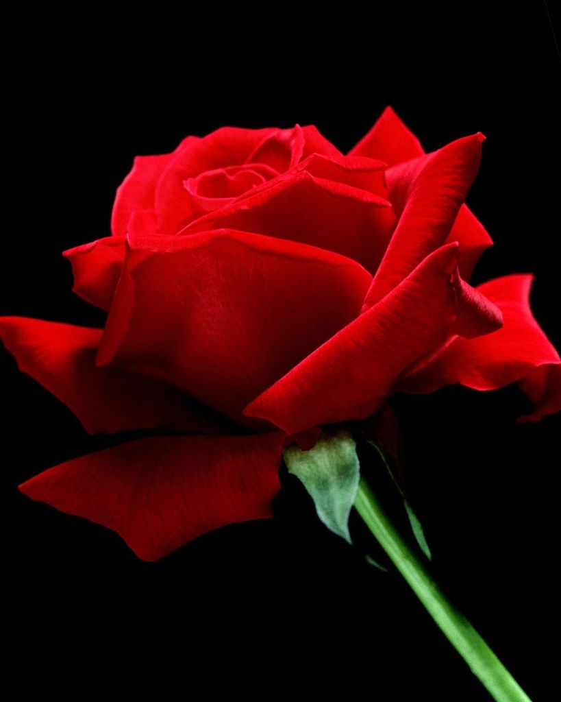 Geraldine L. Rose Profile Photo
