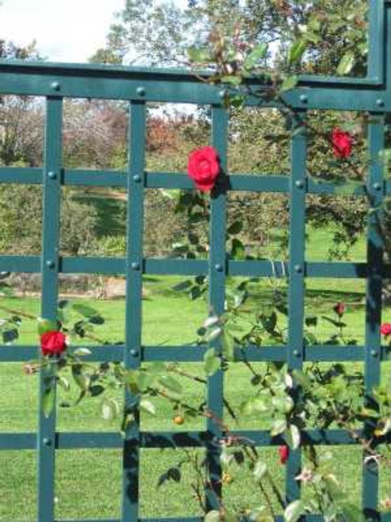 Brenda Harner Profile Photo