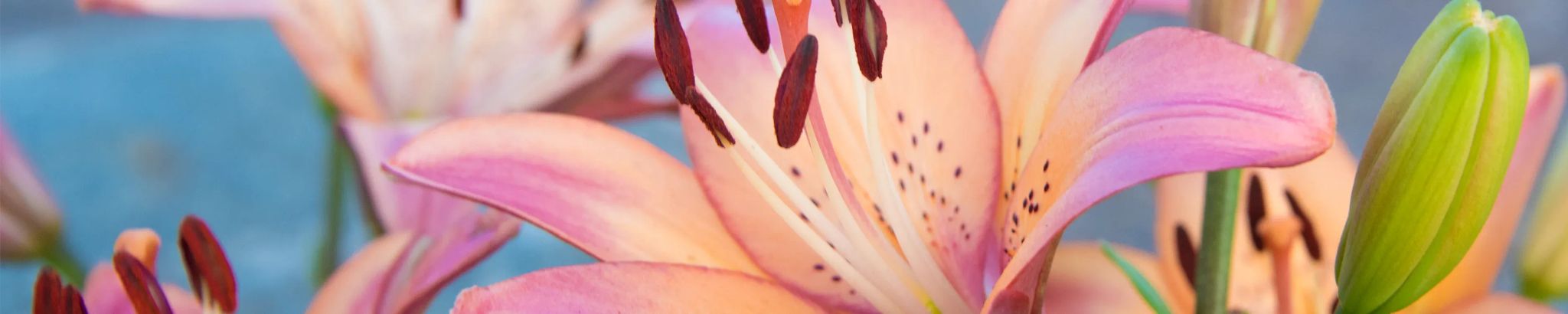 Cover photo for Samantha Lynn Fields's Obituary