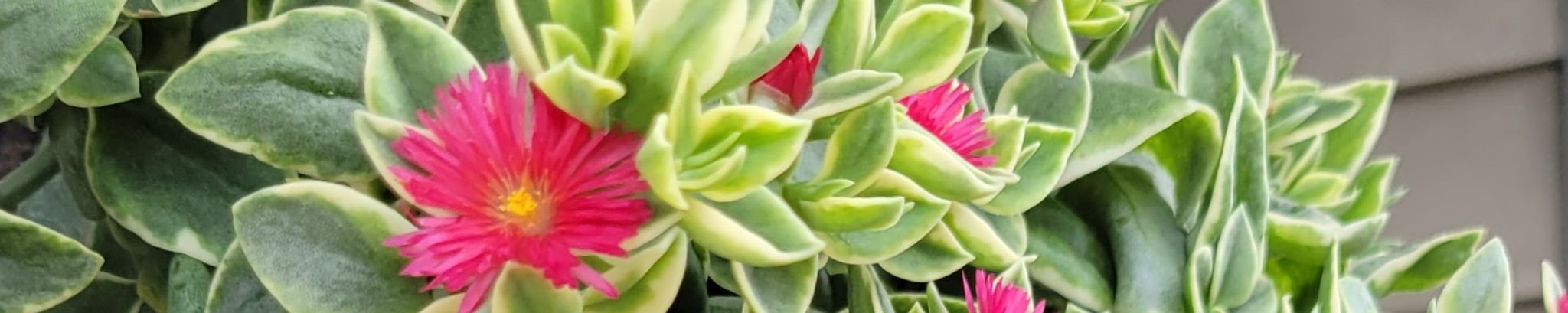 Cover photo for Bessie Jeanette Miller's Obituary