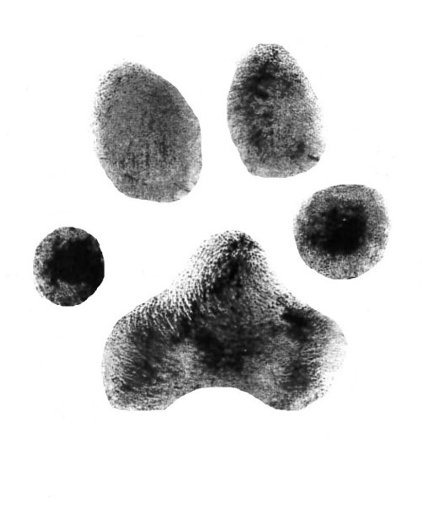 Sassy Pennell Profile Photo