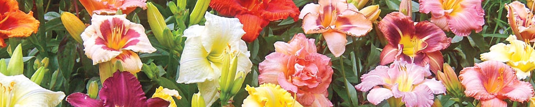 Cover for Darlene Gail Forehand's Obituary