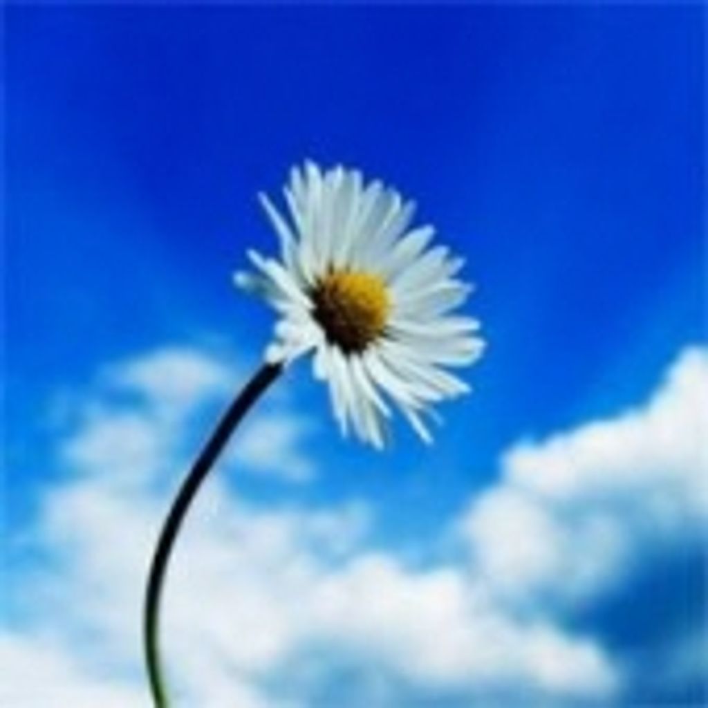 Alice Schmitz Profile Photo