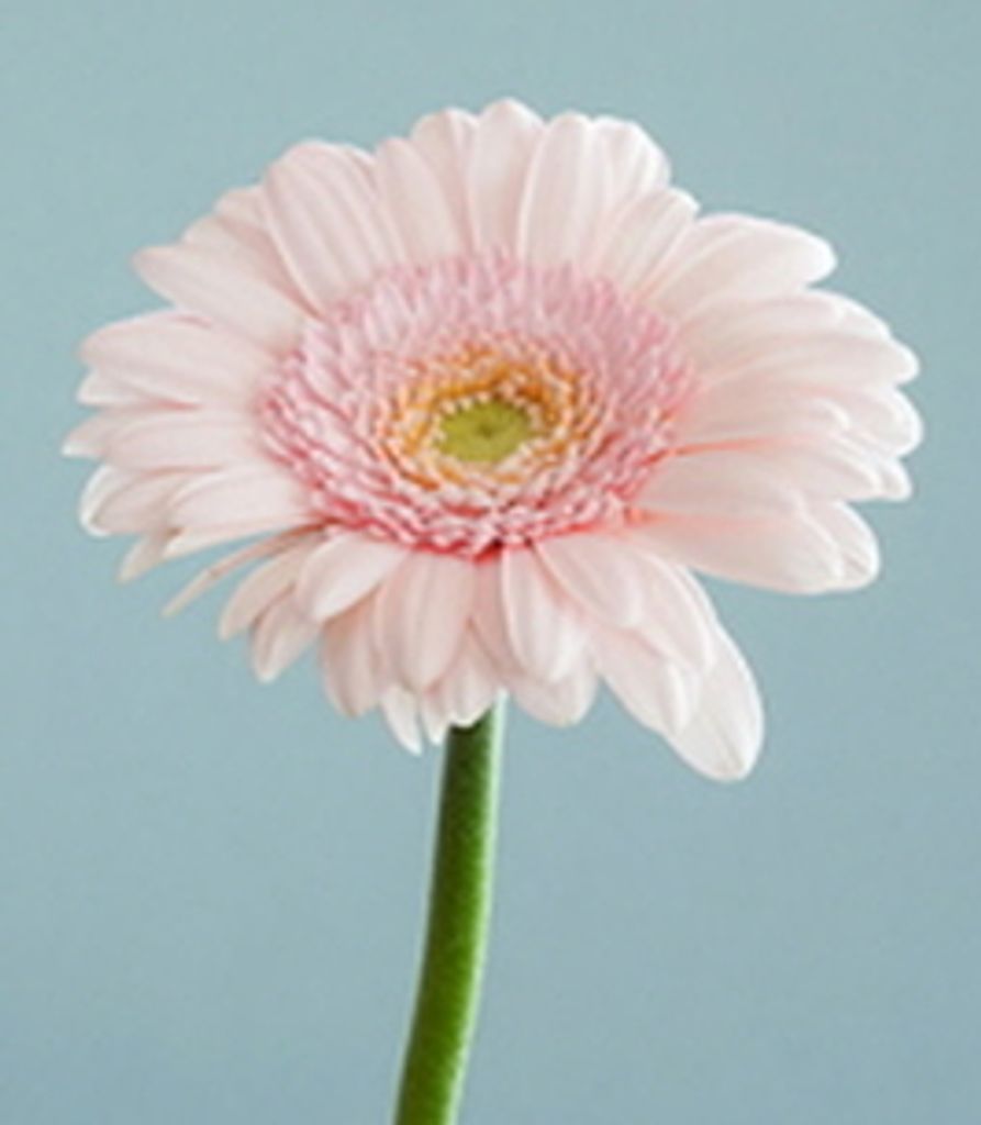 Gabriella Fox Profile Photo