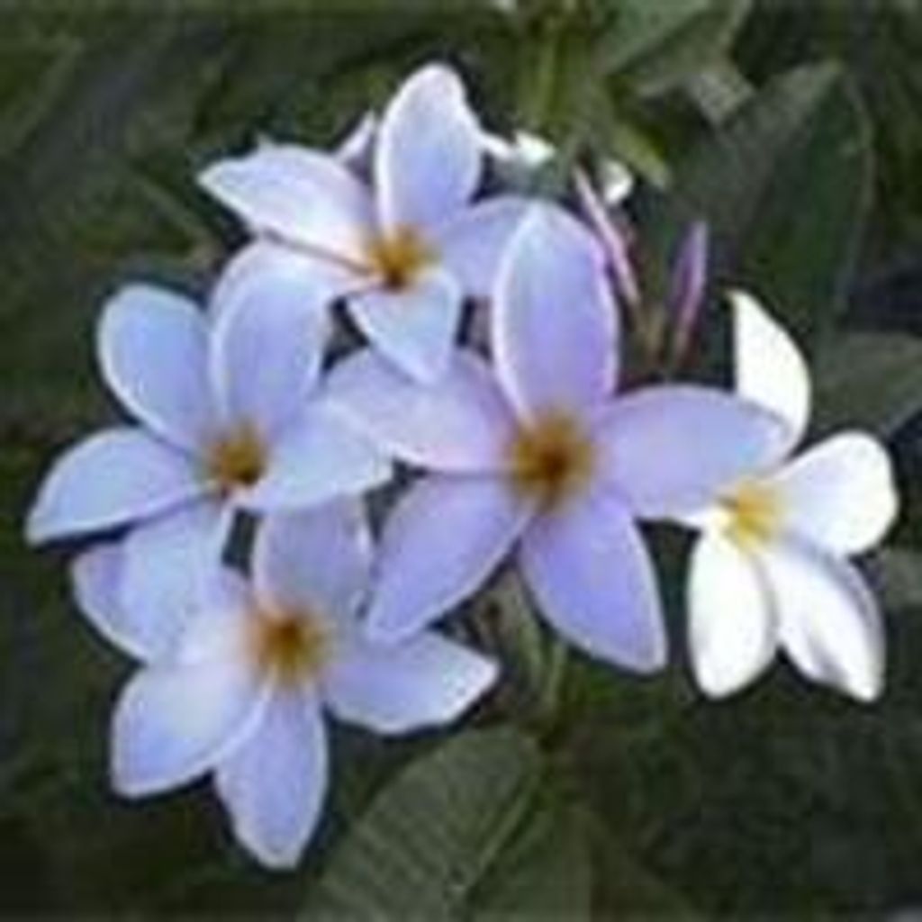 Yancey Alma Desmond