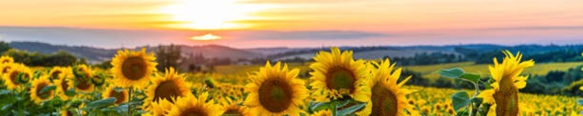 Cover for Vula Mae Roy-Gager's Obituary